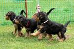 airedale73.jpg